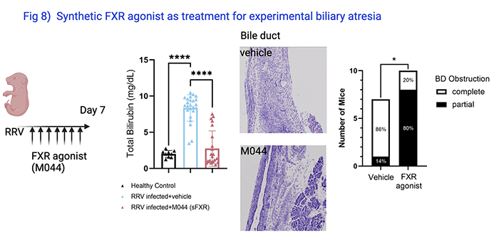 Prevention of Bile Obstruction in Mice
